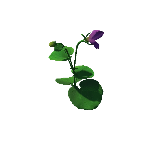 Flower_Viola biflora 3.2